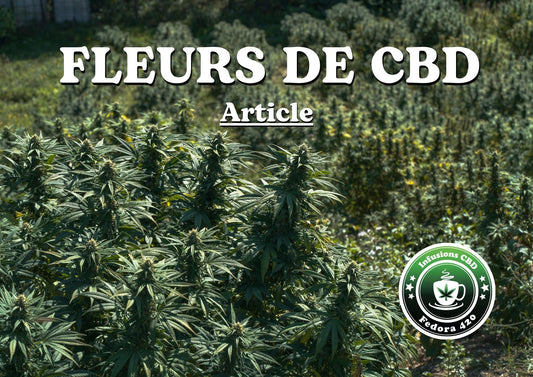 FLEURS DE CBD (Article)