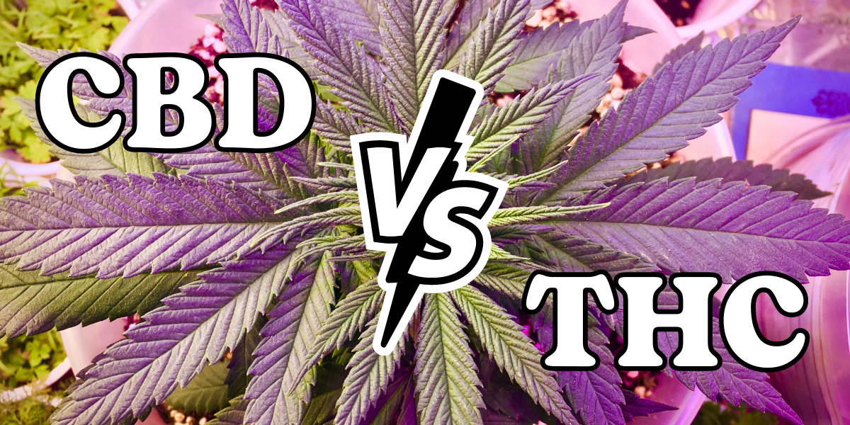 LE CBD PEUT-IL AIDER À ARRÊTER LE THC ?